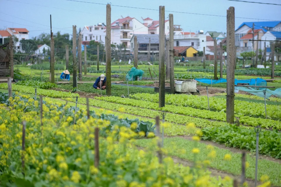 Vườn rau của Hồ Văn Vy